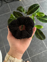 Load image into Gallery viewer, Teddy black